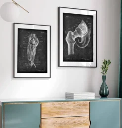 Anatomie de la hanche - Chalkboard-Codex Anatomicus Outlet