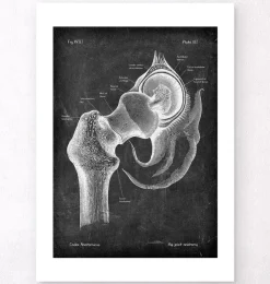 Anatomie de la hanche - Chalkboard-Codex Anatomicus Outlet