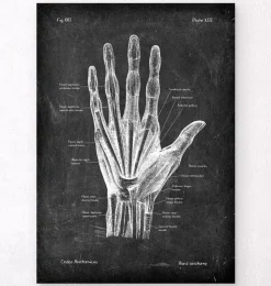 Anatomie de la main - Chalkboard-Codex Anatomicus New
