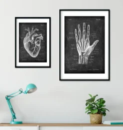 Anatomie de la main - Chalkboard-Codex Anatomicus New