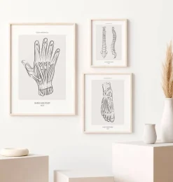 Anatomie de la main - Line Art-Codex Anatomicus Online