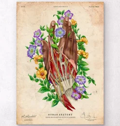 Anatomie de la main - Peau foncée-Codex Anatomicus Hot
