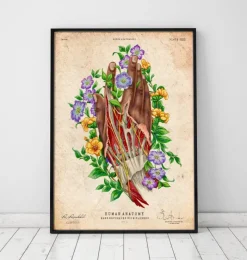 Anatomie de la main - Peau foncée-Codex Anatomicus Hot