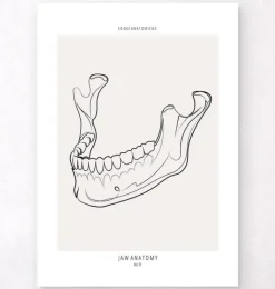 Anatomie de la mâchoire - Line Art-Codex Anatomicus New