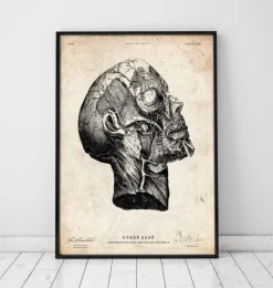 Anatomie de la tête-Codex Anatomicus Clearance