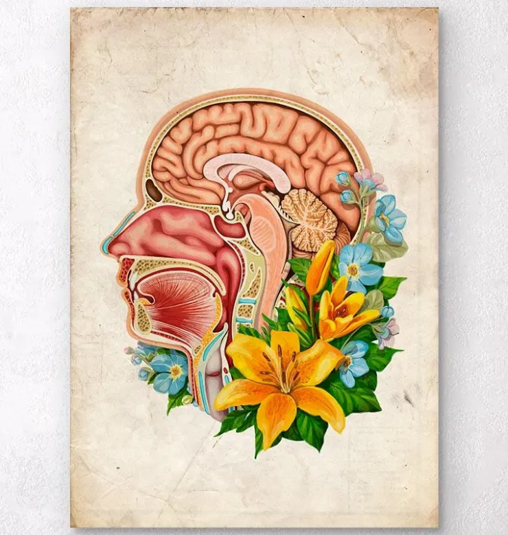 Anatomie de la tête - Floral - Vieux papier-Codex Anatomicus New