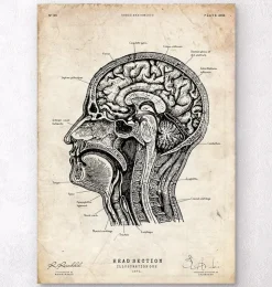 Anatomie de la tête I-Codex Anatomicus