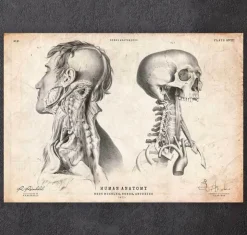 Anatomie de la tête IV-Codex Anatomicus Best