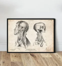 Anatomie de la tête IV-Codex Anatomicus Best