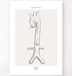 Anatomie de l'aorte - Line Art-Codex Anatomicus Clearance