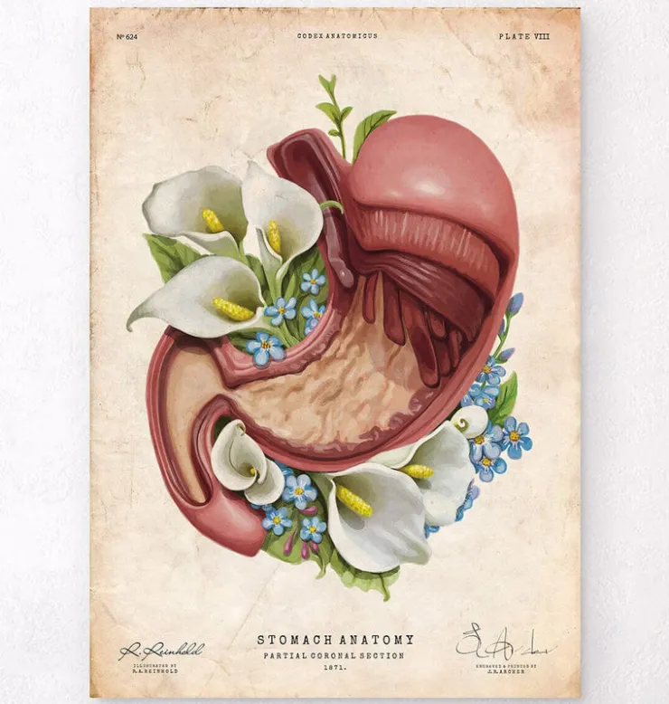 Anatomie de l'estomac - Floral - Vieux Papier-Codex Anatomicus Discount