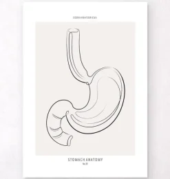 Anatomie de l'estomac - Line Art-Codex Anatomicus Online