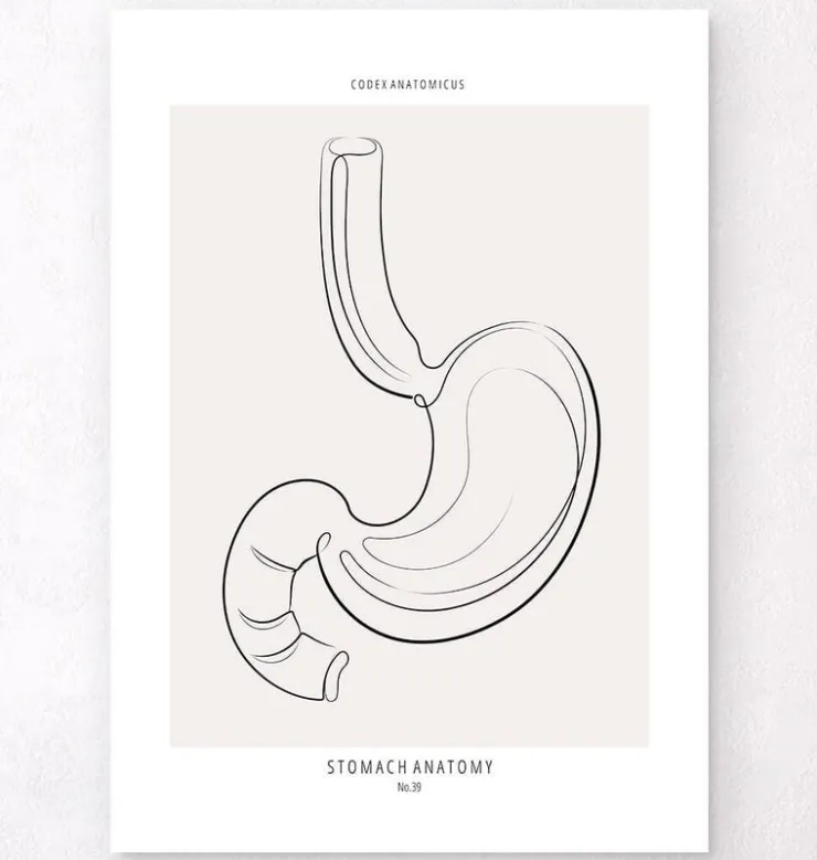 Anatomie de l'estomac - Line Art-Codex Anatomicus Online