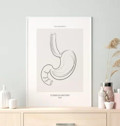 Anatomie de l'estomac - Line Art-Codex Anatomicus Online