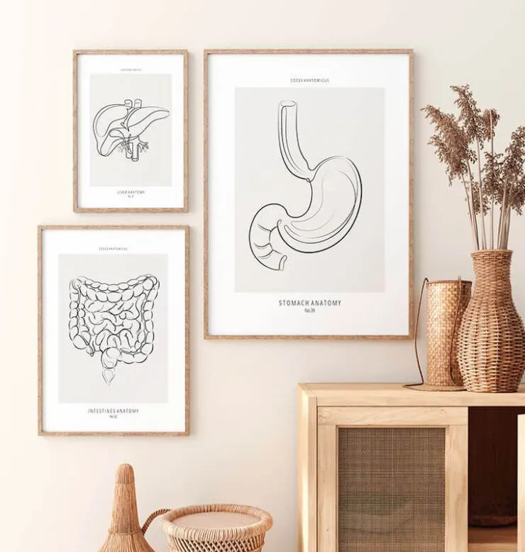 Anatomie de l'estomac - Line Art-Codex Anatomicus Online