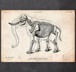 Anatomie de l'éléphant-Codex Anatomicus Discount