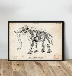 Anatomie de l'éléphant-Codex Anatomicus Discount