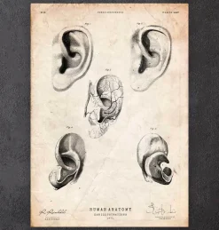 Anatomie de l'oreille-Codex Anatomicus New