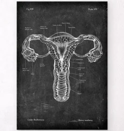 Anatomie de l'utérus - Chalkboard-Codex Anatomicus