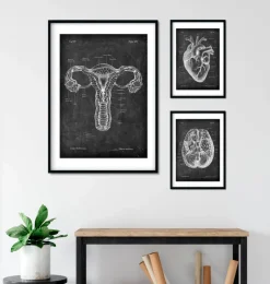 Anatomie de l'utérus - Chalkboard-Codex Anatomicus