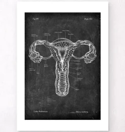 Anatomie de l'utérus - Chalkboard-Codex Anatomicus