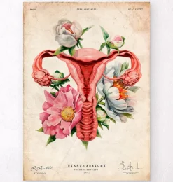 Anatomie de l'utérus - Floral - Vieux papier-Codex Anatomicus