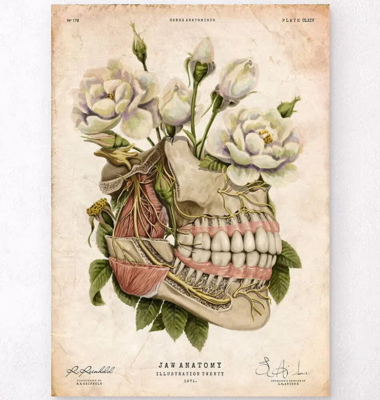 Anatomie dentaire - Floral - Vieux papiers-Codex Anatomicus New