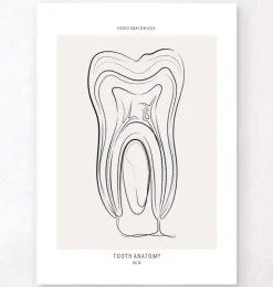 Anatomie dentaire - Line Art-Codex Anatomicus Online