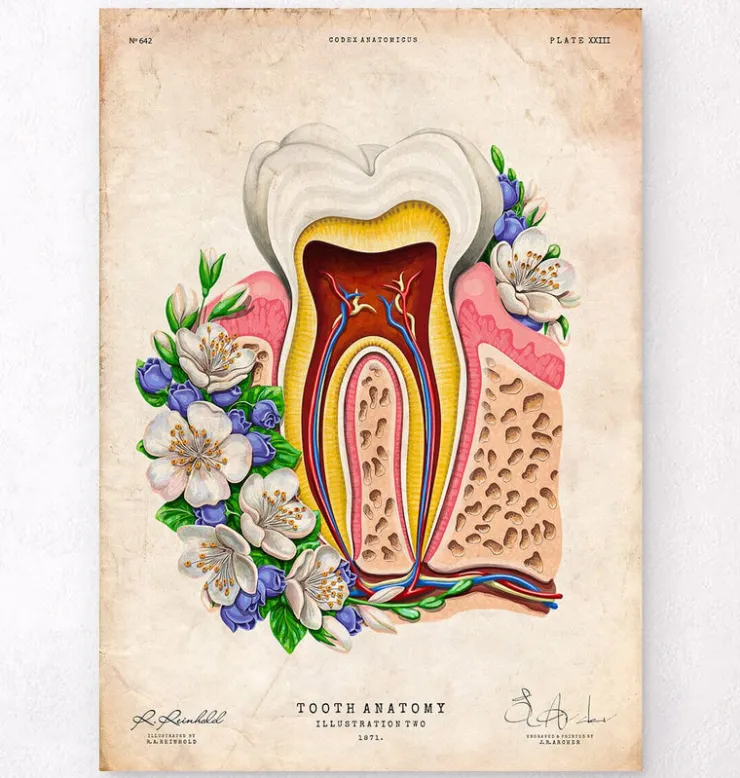 Anatomie dentaire II - Floral - Vieux Papier-Codex Anatomicus Discount