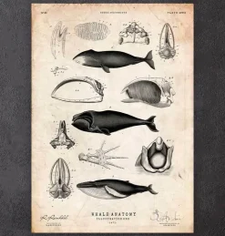 Anatomie des baleines-Codex Anatomicus New
