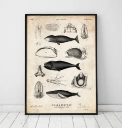 Anatomie des baleines-Codex Anatomicus New