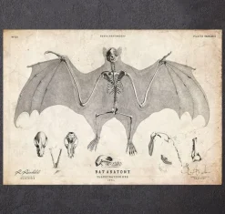 Anatomie des chauves-souris-Codex Anatomicus Online