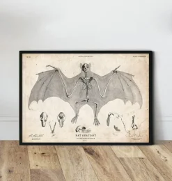 Anatomie des chauves-souris-Codex Anatomicus Online