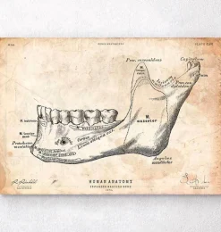 Anatomie des dents et de la mâchoire-Codex Anatomicus Clearance