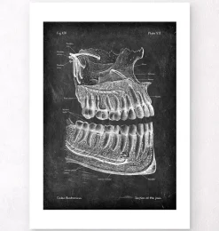 Anatomie des dents et des mâchoires - Chalkboard-Codex Anatomicus Sale