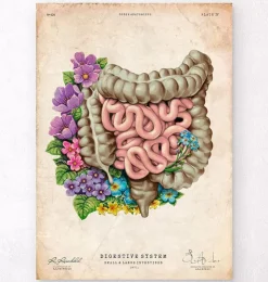 Anatomie des intestins - Floral - Vieux Papier-Codex Anatomicus