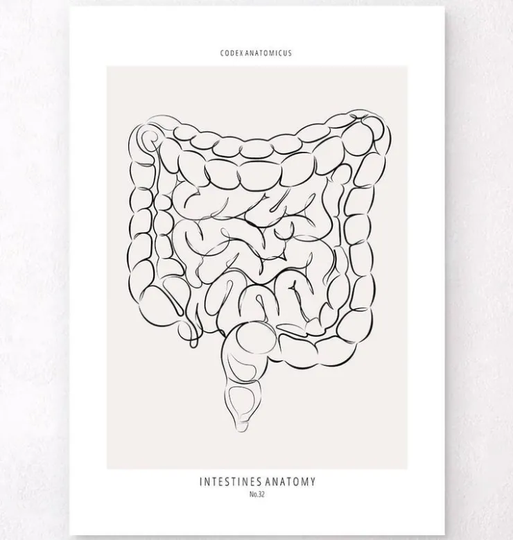 Anatomie des intestins - Line Art-Codex Anatomicus Discount