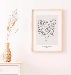 Anatomie des intestins - Line Art-Codex Anatomicus Discount