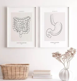 Anatomie des intestins - Line Art-Codex Anatomicus Discount