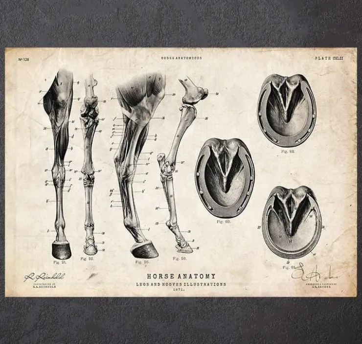 Anatomie des jambes et des sabots du cheval-Codex Anatomicus New