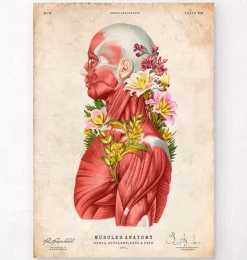 Anatomie des muscles - Floral - Vintage-Codex Anatomicus Best