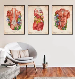 Anatomie des muscles - Floral - Vintage-Codex Anatomicus Best