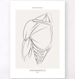 Anatomie des muscles de l'épaule - Line Art-Codex Anatomicus