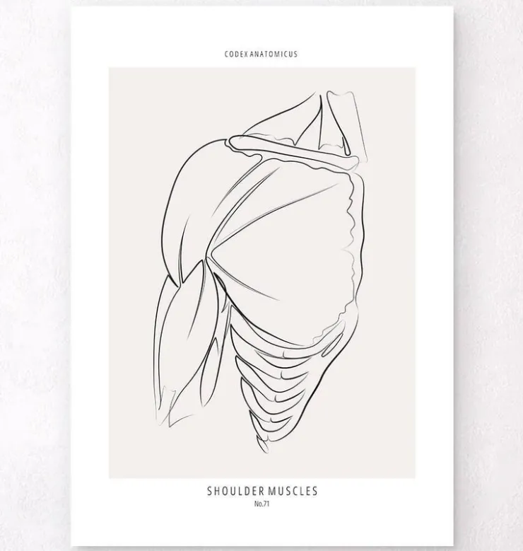 Anatomie des muscles de l'épaule - Line Art-Codex Anatomicus