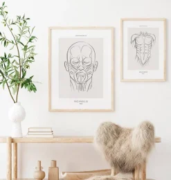 Anatomie des muscles du visage - Line Art-Codex Anatomicus