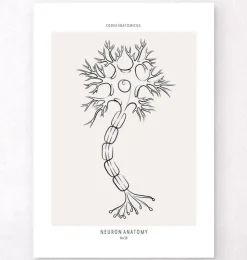 Anatomie des neurones - Line Art-Codex Anatomicus Online
