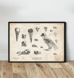 Anatomie des oiseaux - crânes et squelette-Codex Anatomicus Sale