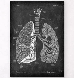 Anatomie des poumons - Chalkboard-Codex Anatomicus Hot
