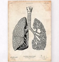 Anatomie des poumons - Vintage-Codex Anatomicus Hot