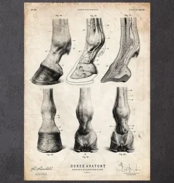 Anatomie des sabots de cheval-Codex Anatomicus New